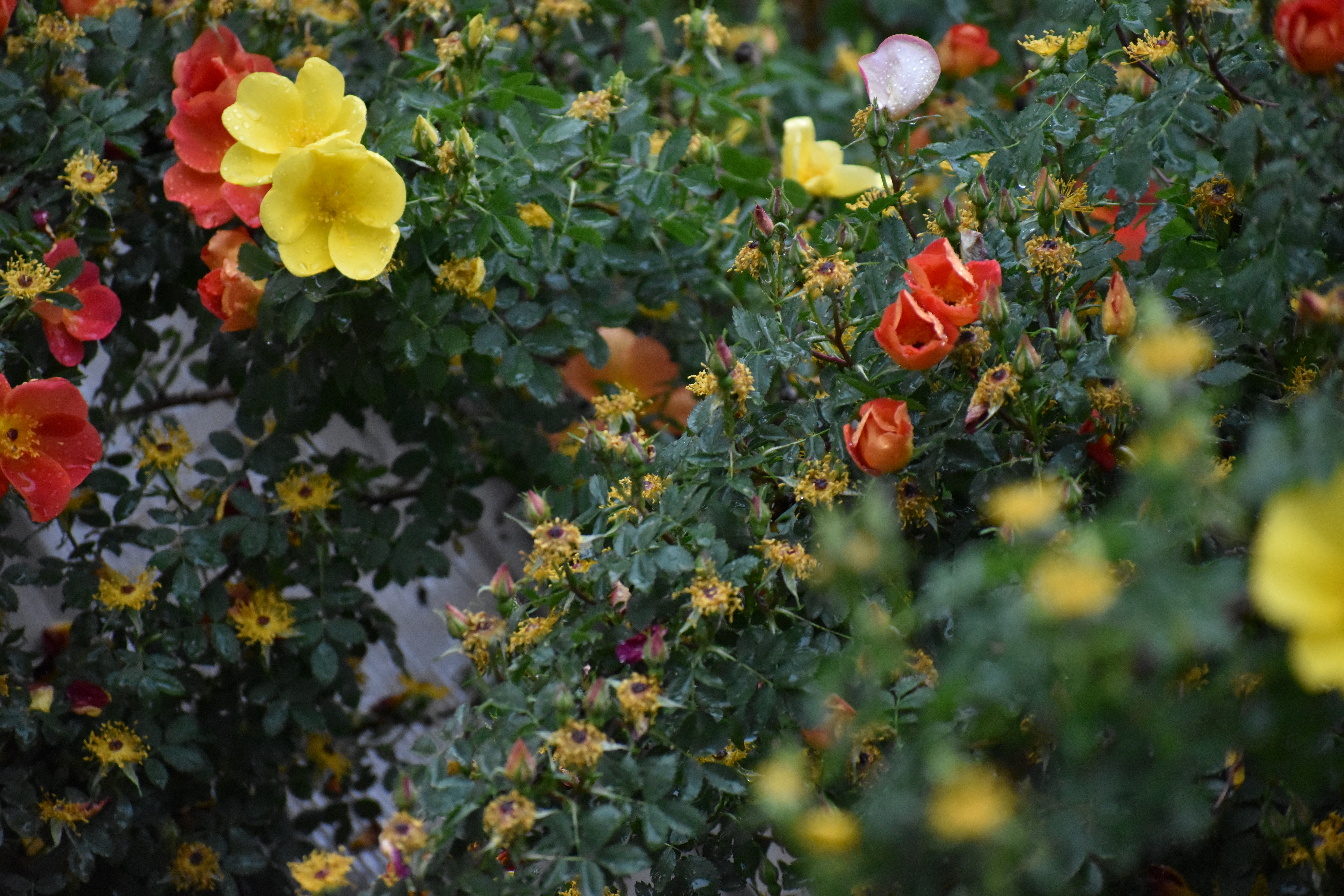 example josh's photography