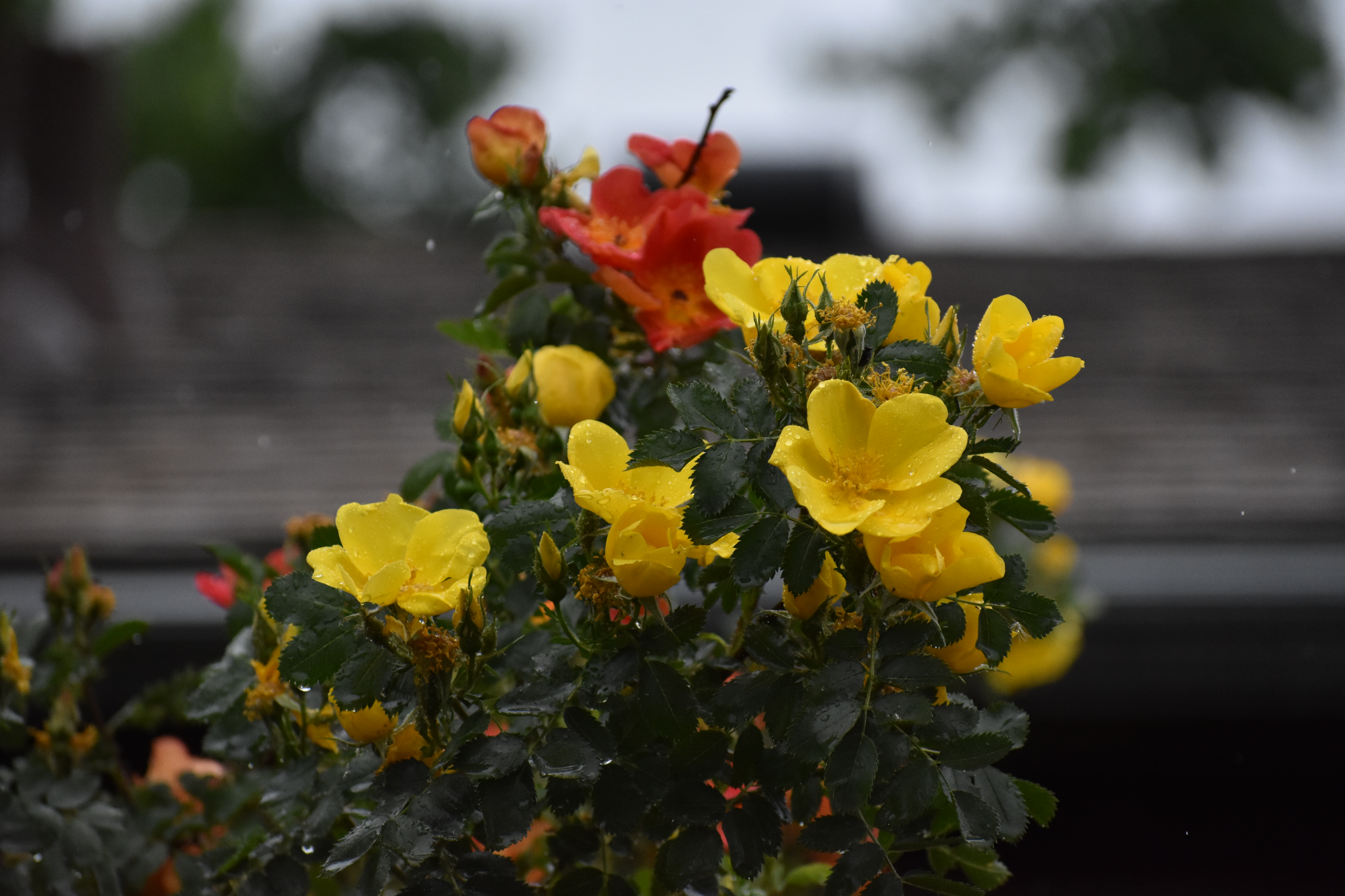 example josh's photography