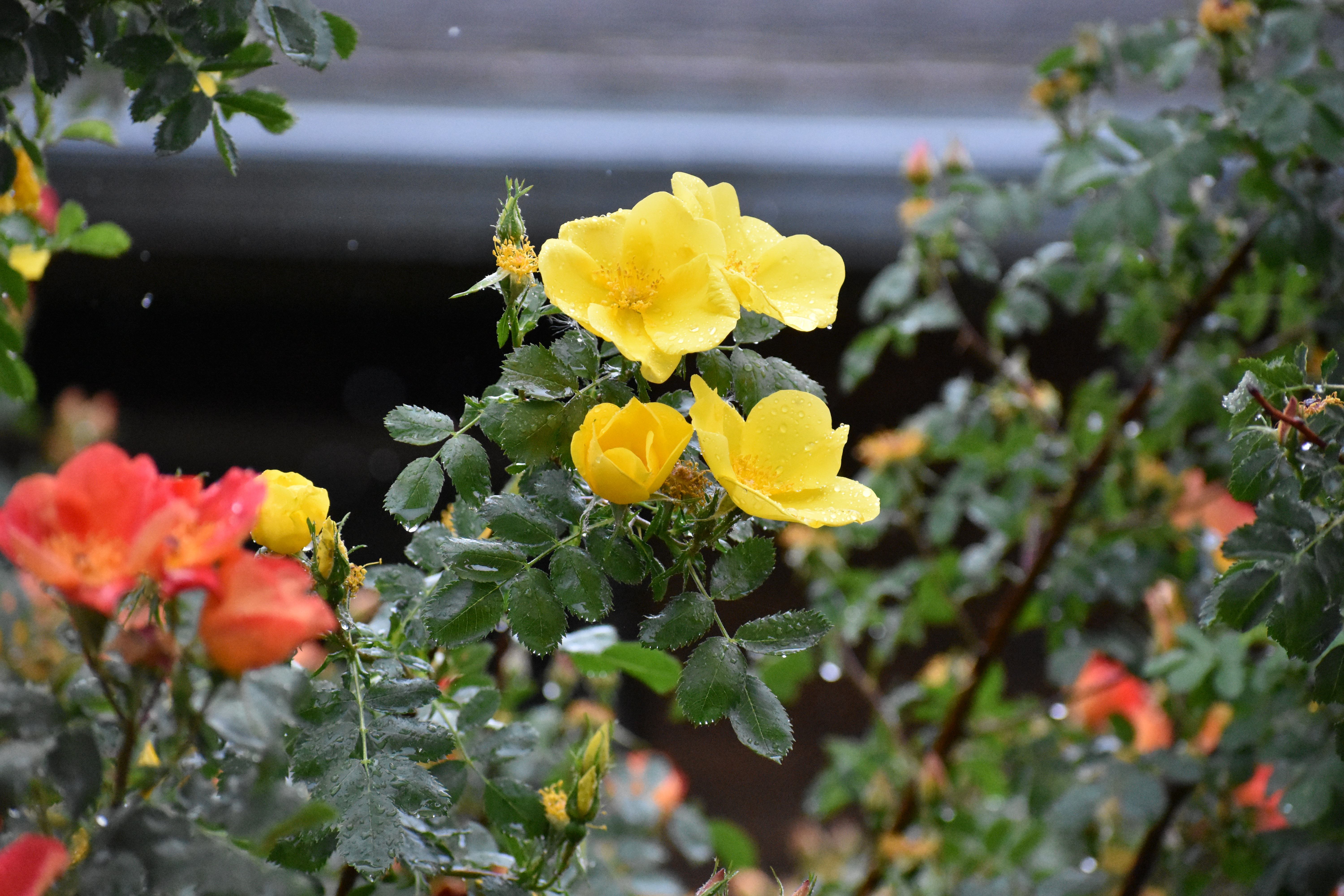 example josh's photography